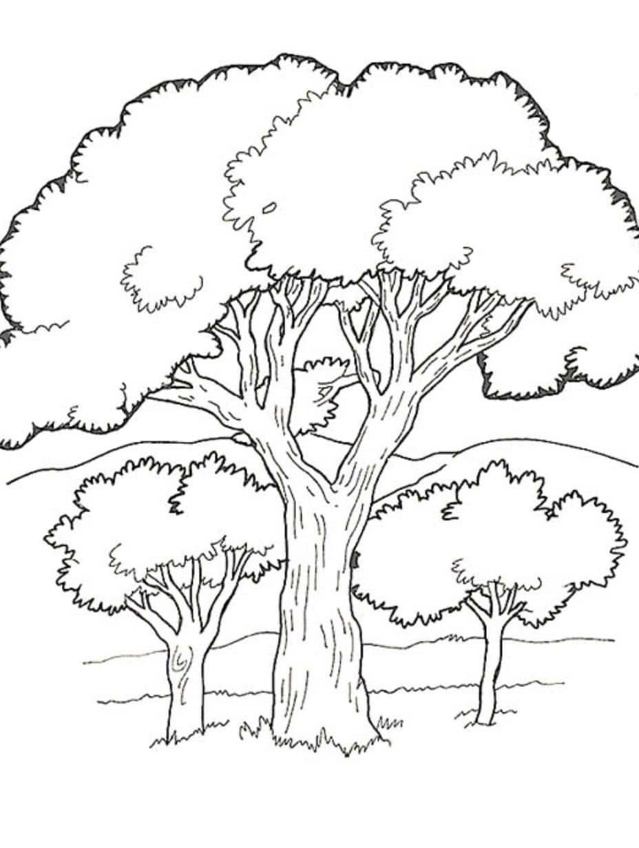 Coloriage Foret Groupe D Arbres