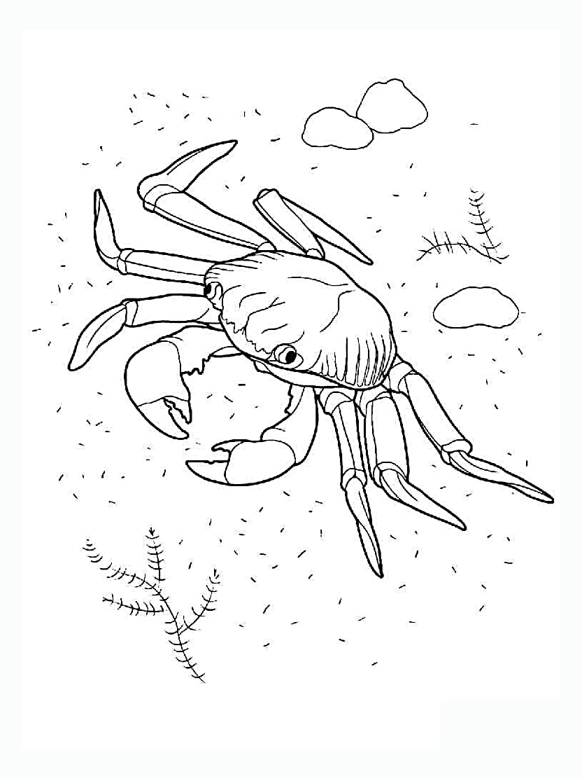 Coloriage Crabe Sur Le Sable Simple