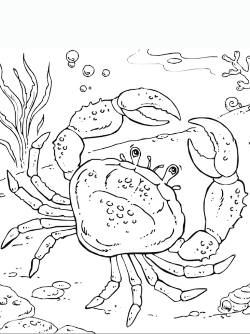 Coloriage Crabe Sur Le Sable