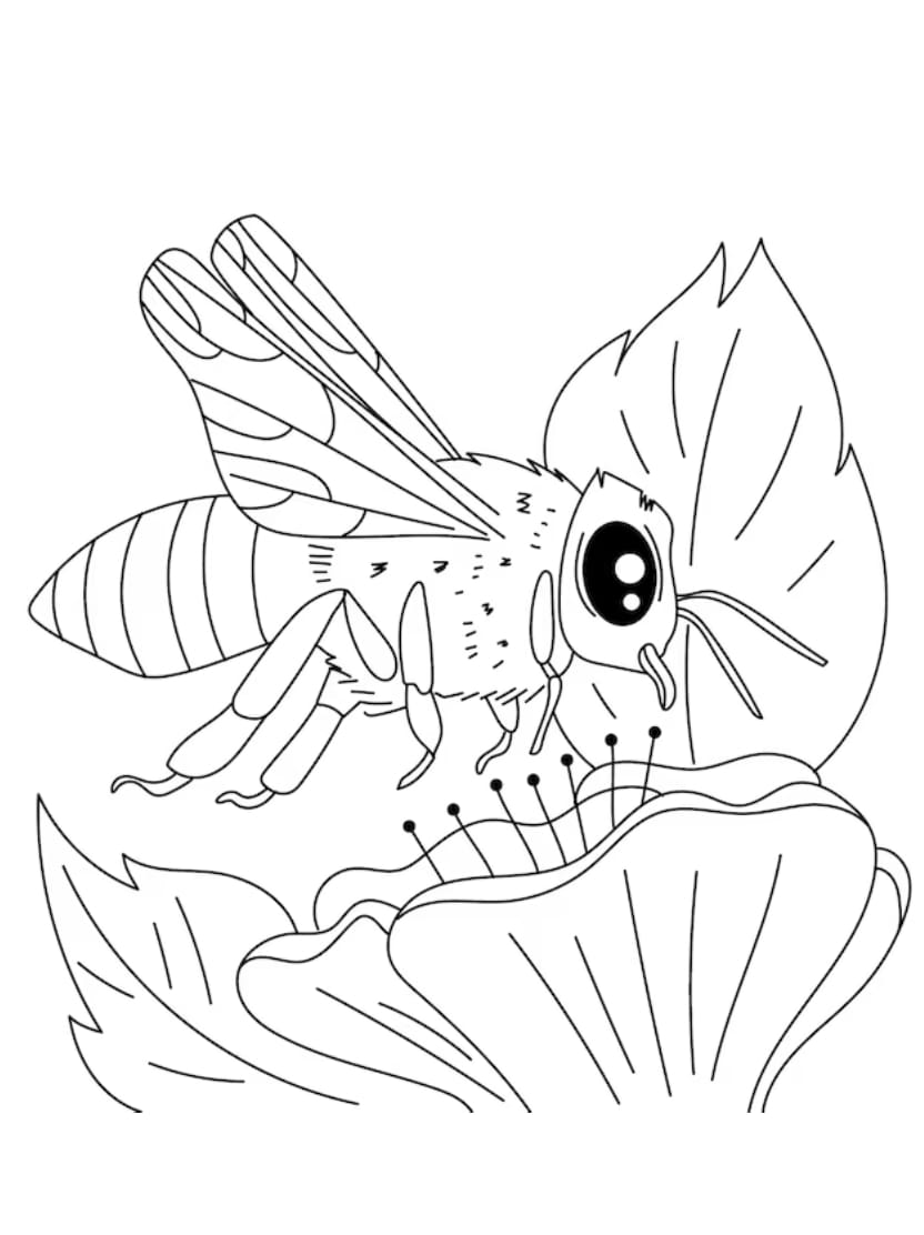 Coloriage Insecte Abeille Gratuit