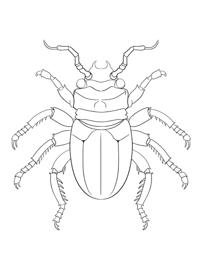 Coloriage Insecte Libellule Artistique