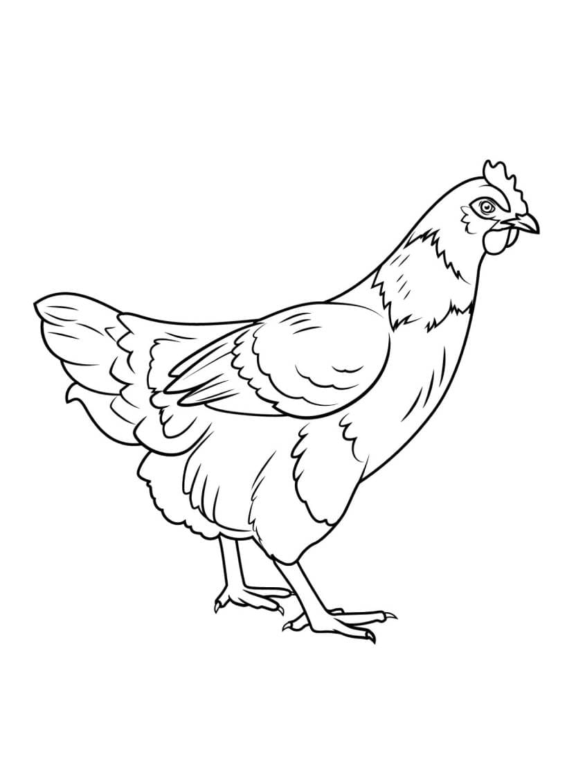 Coloriage Poule Facile