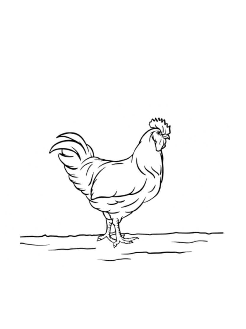 Coloriage Poule Simple